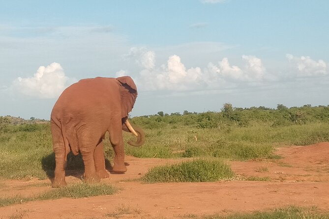 3 Days safari Tsavo East and Amboseli national park. - Who will enjoy this safari most