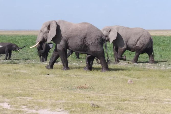 3 Days safari Tsavo East and Amboseli national park. - Day two: a five-hour transfer to Amboseli