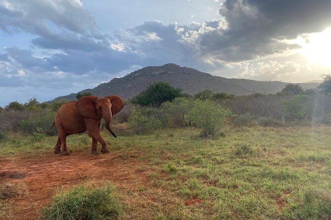 3 days safari Tsavo East and Taita hills (Saltlick lodge) - Taita Hills and the Saltlick Lodge Night