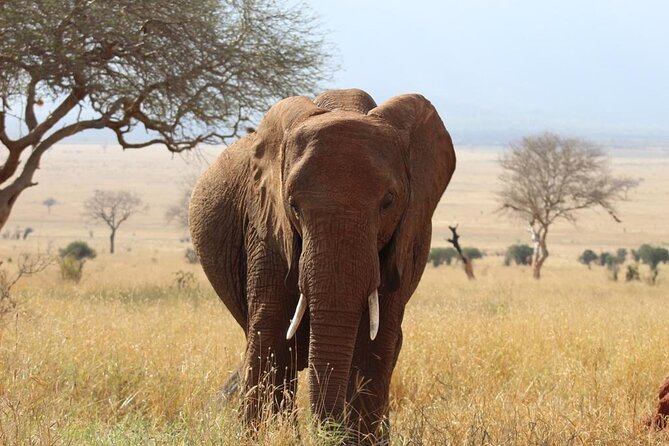 3 days safari Tsavo East and Taita hills (Saltlick lodge) - Day Three: A Final Morning Drive and Return to Mombasa