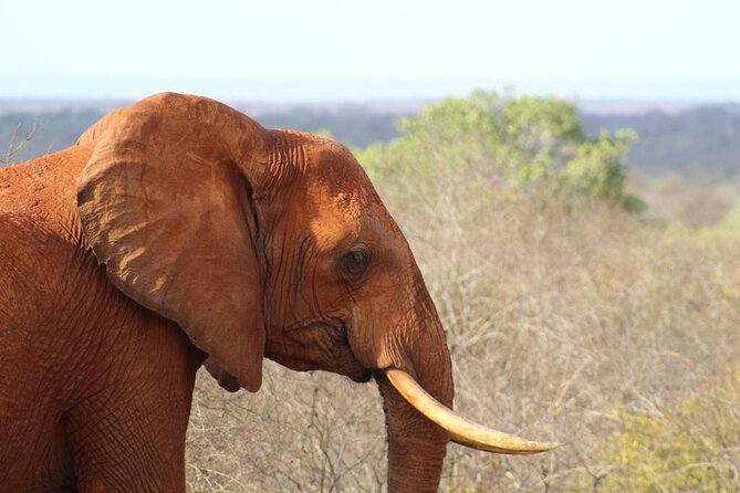 3 days safari Tsavo East and Taita hills (Saltlick lodge) - Who Will Enjoy This Most?
