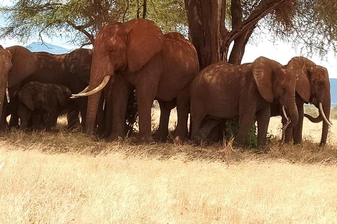 3 Days Safari Tsavo East and Taita Hills Saltlick Lodge - Night two at Taita Hills and Saltlick Lodge