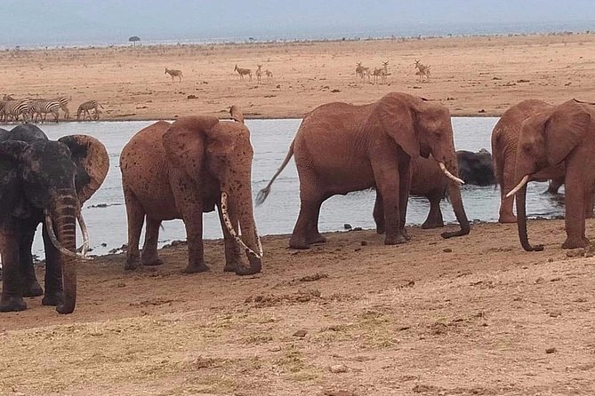 3 days safari Tsavo East and West - Key points to know before booking