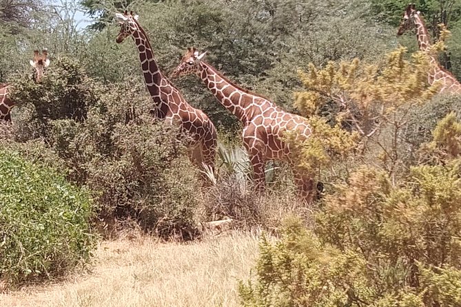 3 days safari Tsavo East and West - Tsavo East and an afternoon near Voi