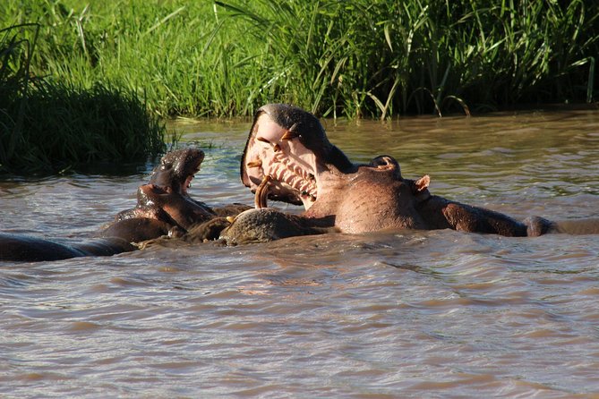 3 days safari Tsavo East and West - Crossing into Tsavo West and visiting Mzima Springs
