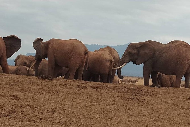 3 days safari Tsavo East and West - Ngulia Safari Lodge and the rhino sanctuary