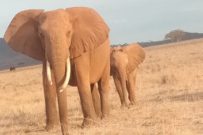 3 days safari Tsavo East and West - Is $850 per person a fair price?