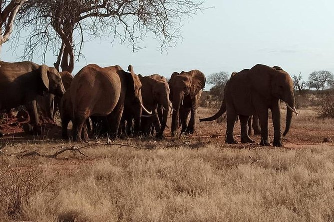3 days safari Tsavo East and West - The early Tsavo East drive on day two