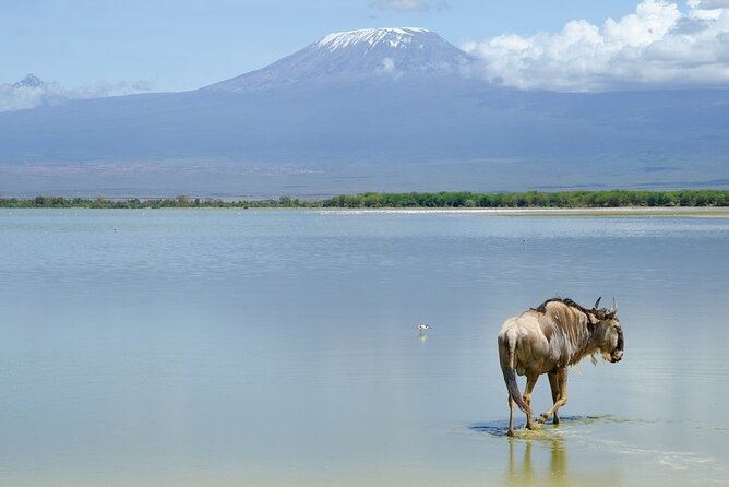 3 Days Tsavo East & Amboseli (2 Nights) - Amboseli and the Kilimanjaro moment