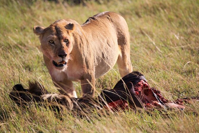 3 Days Tsavo East & Amboseli (2 Nights) - Accommodation, meals, and extra costs