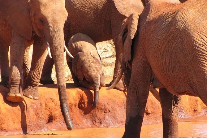 3 Days Tsavo East & Amboseli (2 Nights) - Tsavo East wildlife: big country and real uncertainty