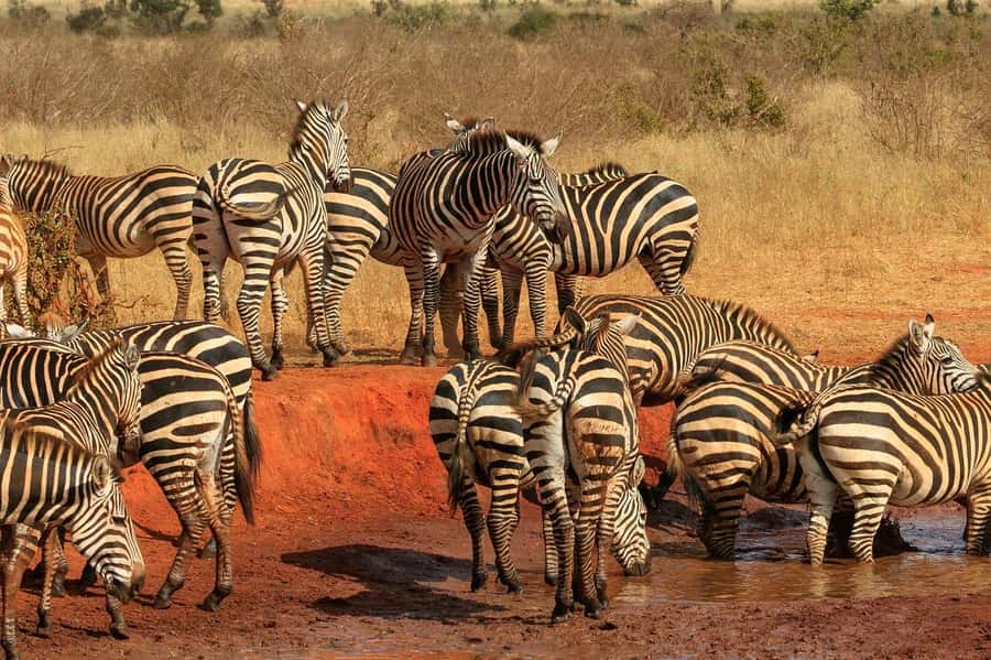 3 DAYS TSAVO EAST- AMBOSELI PARKS FROM MOMBASA/DIANI - Why this Mombasa safari is appealing