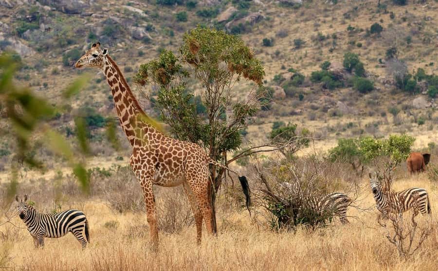 3 DAYS TSAVO EAST- AMBOSELI PARKS FROM MOMBASA/DIANI - What makes Tsavo East special