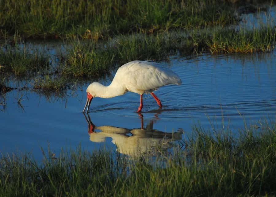 3 DAYS TSAVO EAST- AMBOSELI PARKS FROM MOMBASA/DIANI - Amboseli and the Kilimanjaro view