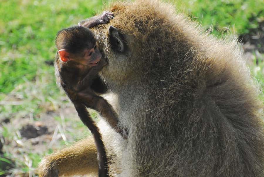 3 DAYS TSAVO EAST- AMBOSELI PARKS FROM MOMBASA/DIANI - The pop-up safari van and guide quality