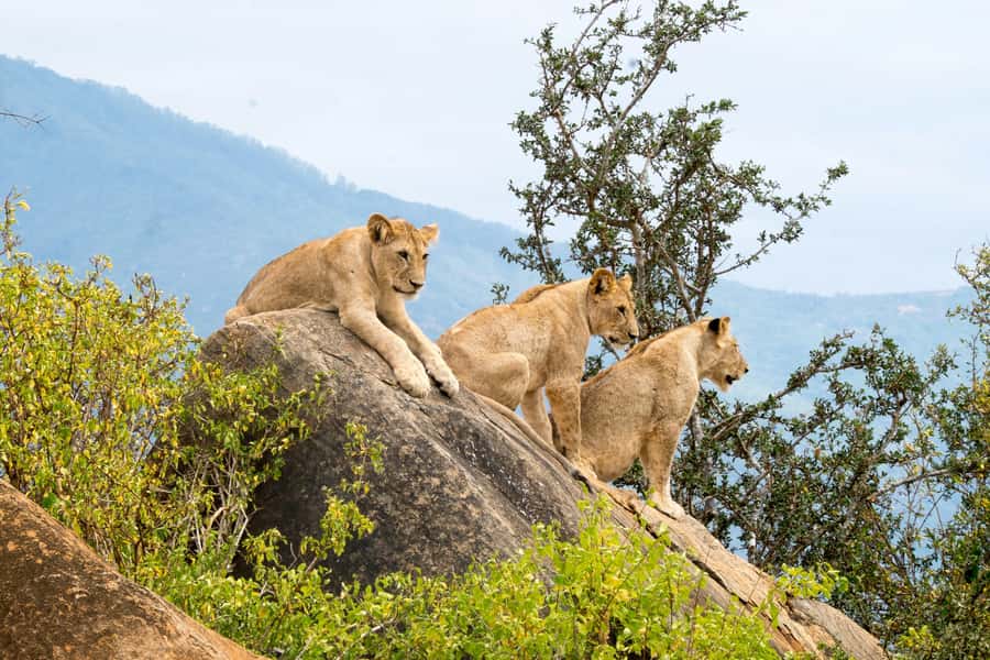 3 DAYS TSAVO EAST- AMBOSELI PARKS FROM MOMBASA/DIANI - Day one: Mombasa to Tsavo East