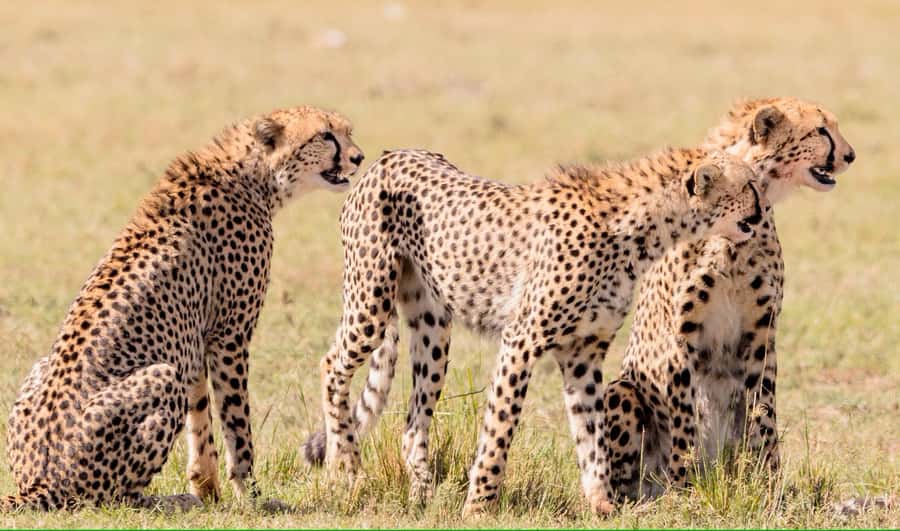 3 days Tsavo East and Amboseli safari from Diani/Mombasa - What $1,065 Covers