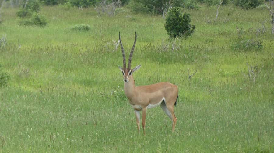 3 days Tsavo East and Amboseli safari from Diani/Mombasa - Lodges, Meals, and Daily Comfort