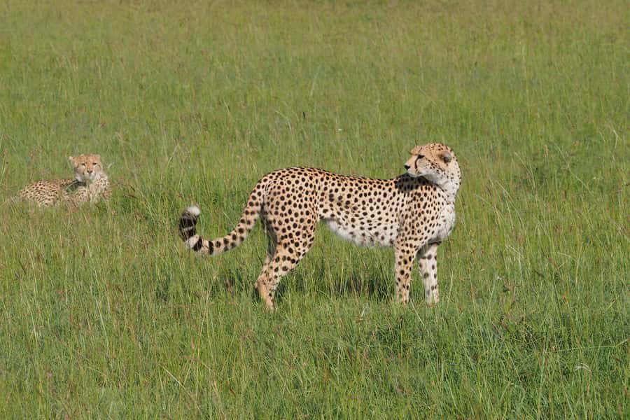 3 days Tsavo East and Saltlick safari from Diani/Mombasa - Why this coastal safari works in three days