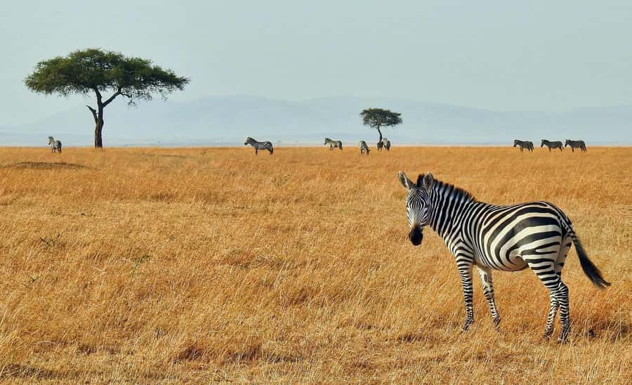 3 days Tsavo East and Saltlick safari from Diani/Mombasa - Day 2: Leaving Tsavo East for Taita Hills