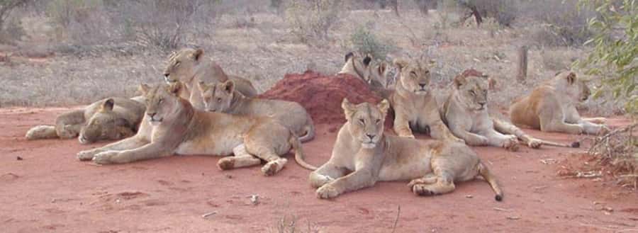 3 days Tsavo East and Saltlick safari from Diani/Mombasa - Saltlick Lodge: the reason many people choose this trip
