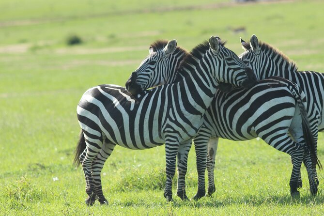 3 Days Unforgettable Masai Mara Safari Tour - Day 2, the long game drive that makes the tour worthwhile