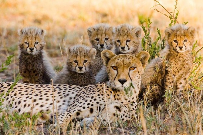 3 nights exclusive Masai Mara safari - Why three nights makes a difference