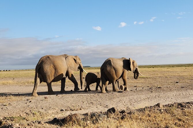 3day Amboseli Park Private safari - Day two: the main Amboseli wildlife day