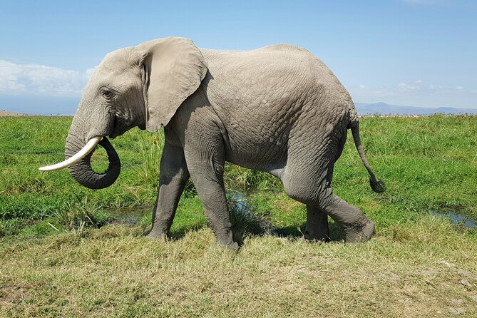 3day Amboseli Park Private safari - Day three: sunrise, breakfast, and the road back