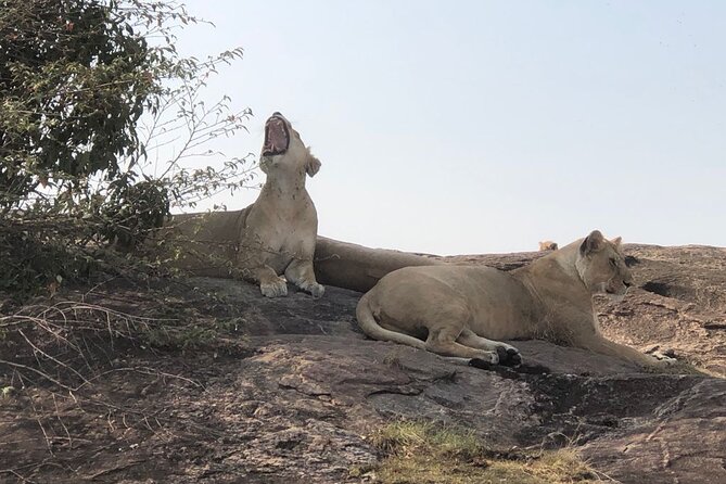 3days/2nights group joining Masai Mara with Masai Village Visit - Why three days works well for the Masai Mara