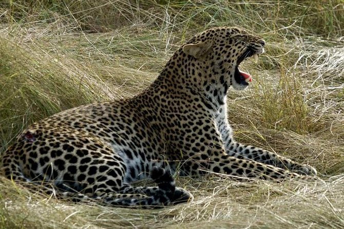 3days/2nights group joining Masai Mara with Masai Village Visit - Vehicle, group size, and the real safari experience