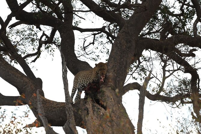 3days/2nights group joining Masai Mara with Masai Village Visit - Who should book this Masai Mara trip