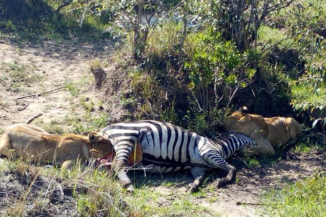 3Days 2nights Masai Mara group joining safari - Day one: Nairobi, the Rift Valley, and the first Mara drive