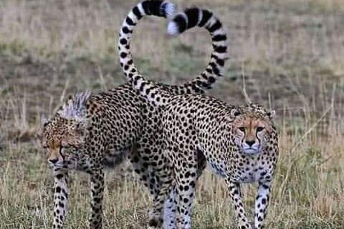 3days masai mara best of lodge safari - Leaving Nairobi for the Great Rift Valley