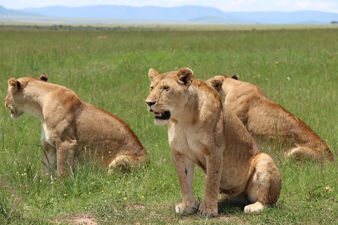 3days Masai Mara private safari with a 4x4 land cruiser Jeep - Key points to know before you book