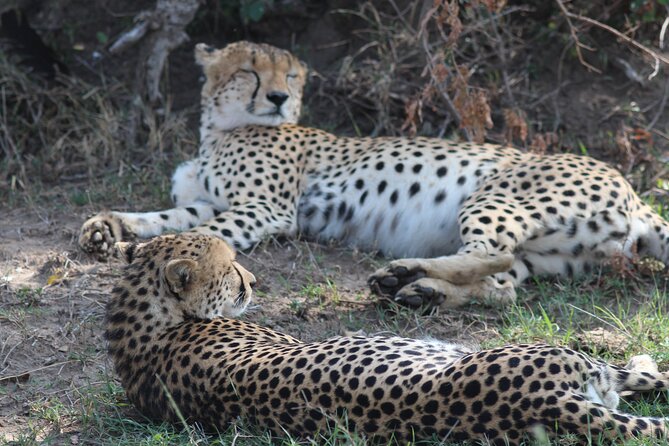 3days Masai Mara private safari with a 4x4 land cruiser Jeep - The full-day game drive on day two