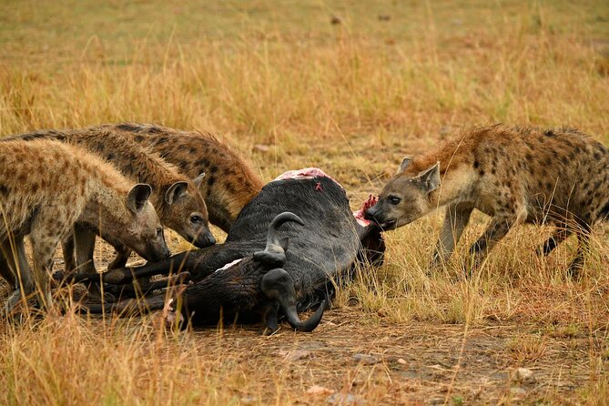 3days Masai Mara private safari with a 4x4 land cruiser Jeep - The final morning and the road back to Nairobi