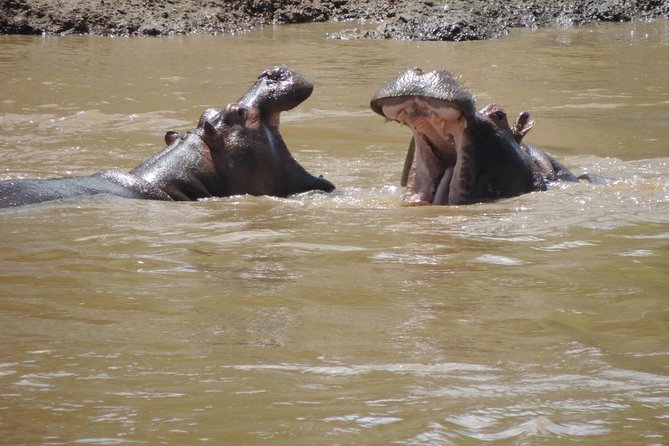 4-Day Adventure to Lake Nakuru & Maasai Mara - A full day in the Maasai Mara