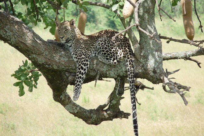4-Day Adventure to Lake Nakuru & Maasai Mara - Maasai culture on the return to Nairobi