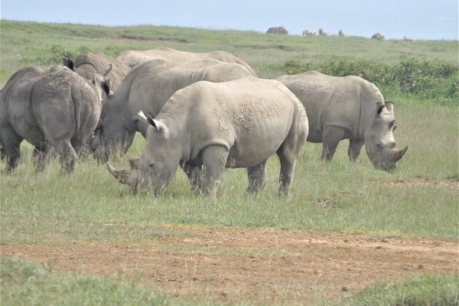4-Day Adventure to Lake Nakuru & Maasai Mara - Comfort, group size, and the road reality