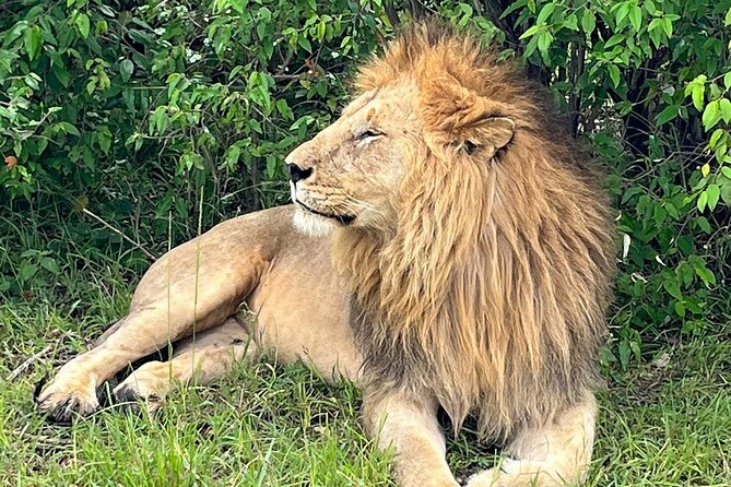 4-Day Adventure to Lake Nakuru & Maasai Mara - Who should book this four-day safari?
