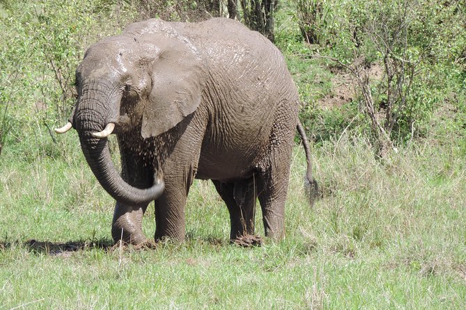 4-Day Adventure to Lake Nakuru & Maasai Mara - Lake Nakuru: flamingos, rhinos, and more than 400 bird species