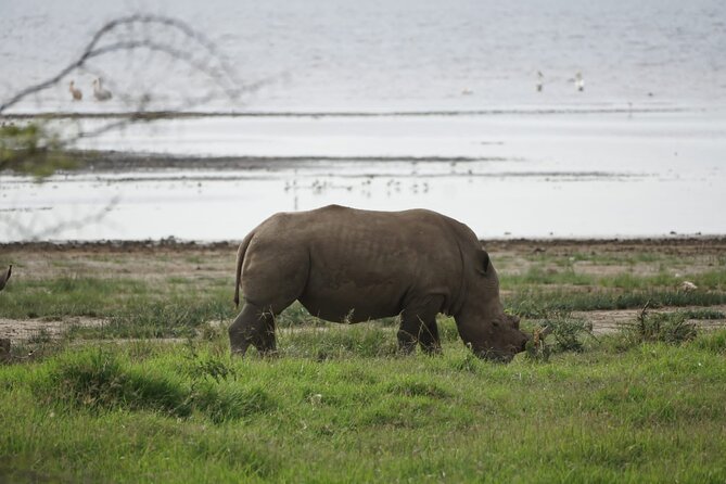 4-Day Group Safari to Maasai Mara & Lake Nakuru- 4 x 4 jeep - Key points at a glance