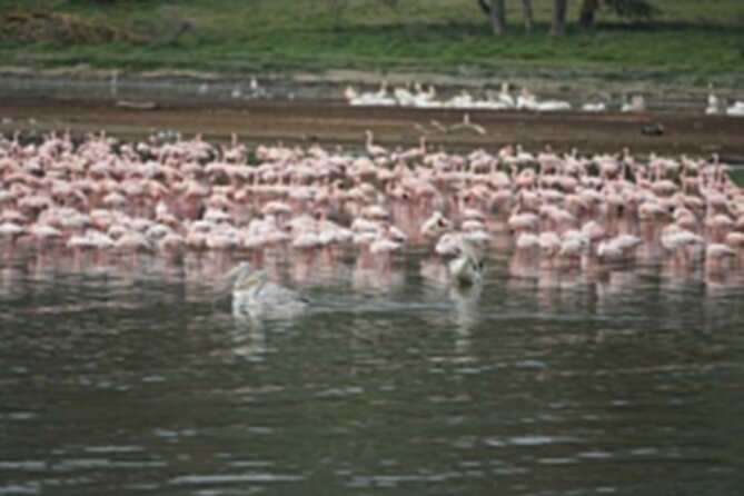 4-Day Group Safari to Maasai Mara & Lake Nakuru- 4 x 4 jeep - Life inside the 4x4 safari vehicle
