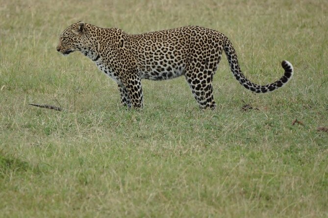 4-Day Group Safari to Maasai Mara & Lake Nakuru- 4 x 4 jeep - Leaving Nairobi for the Great Rift Valley