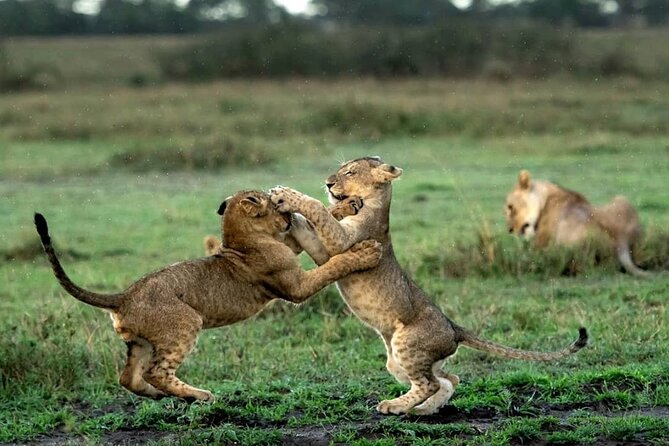 4 Day Group Tour to Maasai Mara and Lake Nakuru by a 4WD Cruiser - Day 4: White rhinos, flamingos, and Makalia Waterfalls