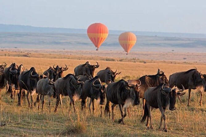 4 Day Group Tour to Maasai Mara and Lake Nakuru by a 4WD Cruiser - Comfort, group size, and practical expectations