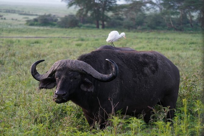 4 Day Group Tour to Maasai Mara and Lake Nakuru by a 4WD Cruiser - Who should book this Maasai Mara and Lake Nakuru trip?