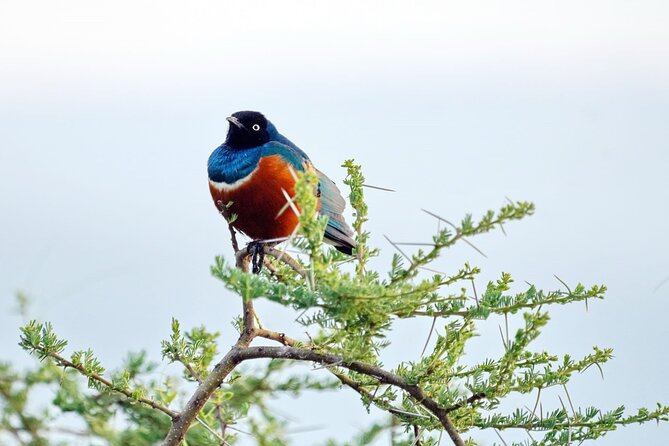 4 Day Group Tour to Maasai Mara and Lake Nakuru by a 4WD Cruiser - Day 2: A full day in Maasai Mara