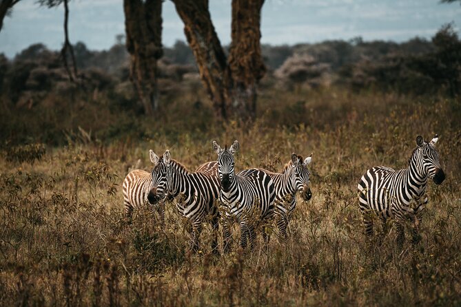 4-Day Maasai Mara and Lake Nakuru Safari from Nairobi - Why this four-day route works
